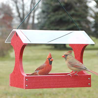 How to attract more CARDINALS