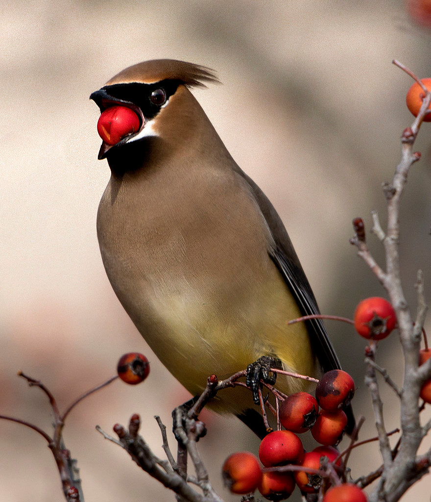When & How Do Birds Know to Migrate?