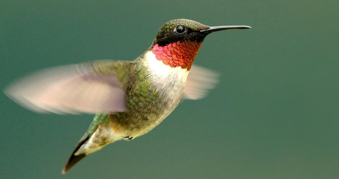 Hummingbirds love Nectar & Insects