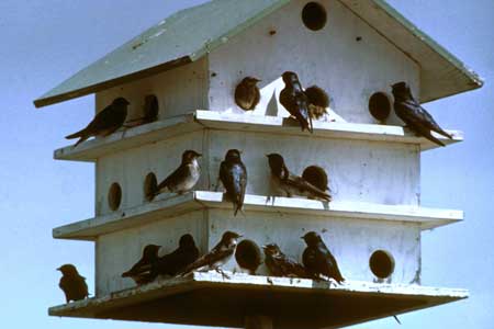 PURPLE MARTINS arrive in April