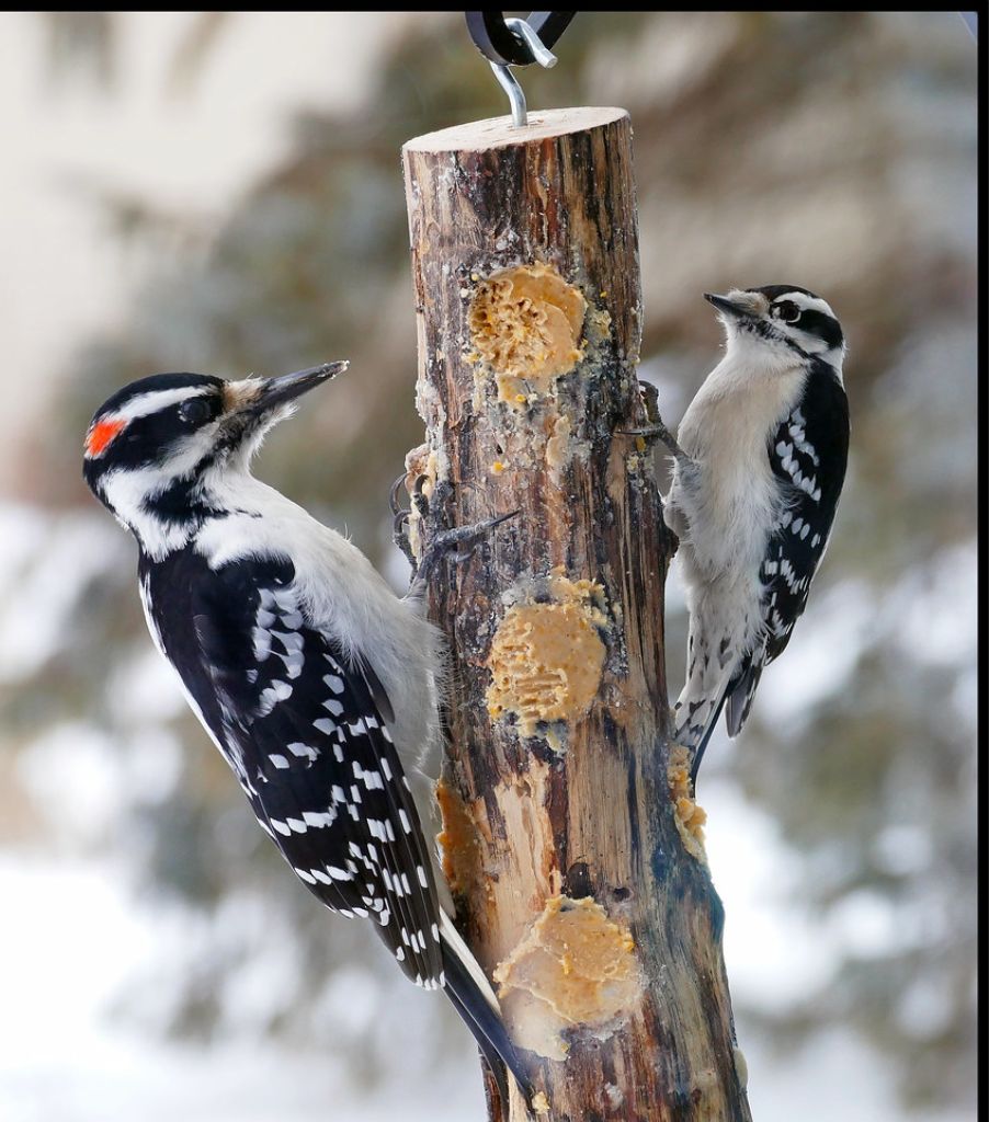 Winter Feeding - Suet & Peanuts