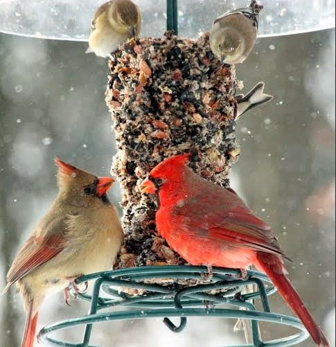 Bird Food – Wild Bird Connection