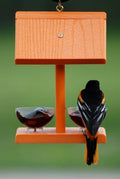 Oriole Jelly Jars Feeder