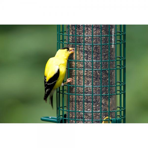 Squirrel Proof Buster Finch Feeder
