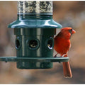 Squirrel Proof Feeder Squirrel Buster Plus