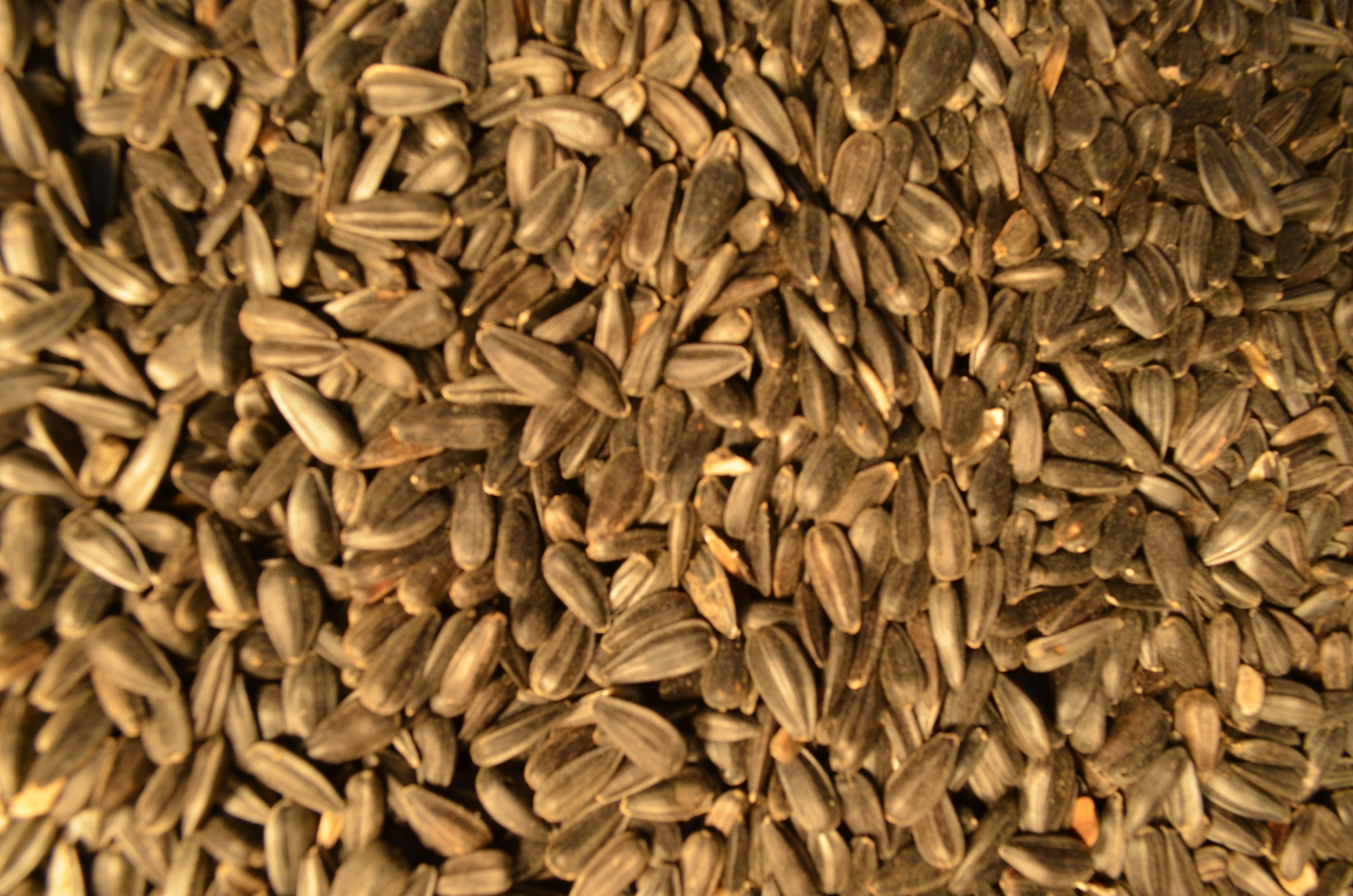 Black Oil Sunflower  25#