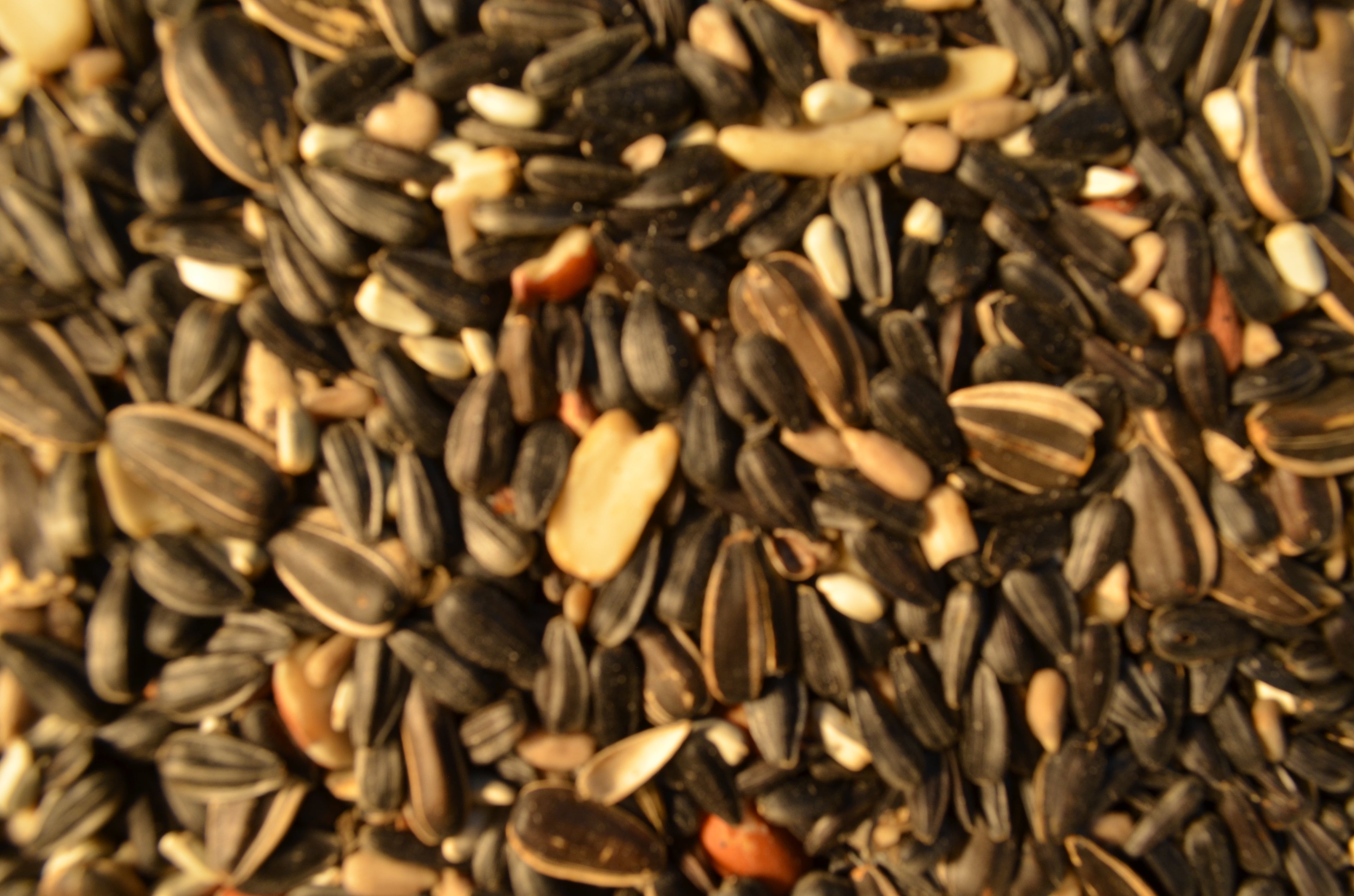 Deluxe Cardinal  20#