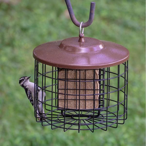 Squirrel Proof Double Suet Feeder