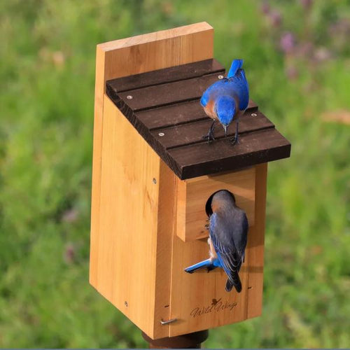 Bluebird Cedar House