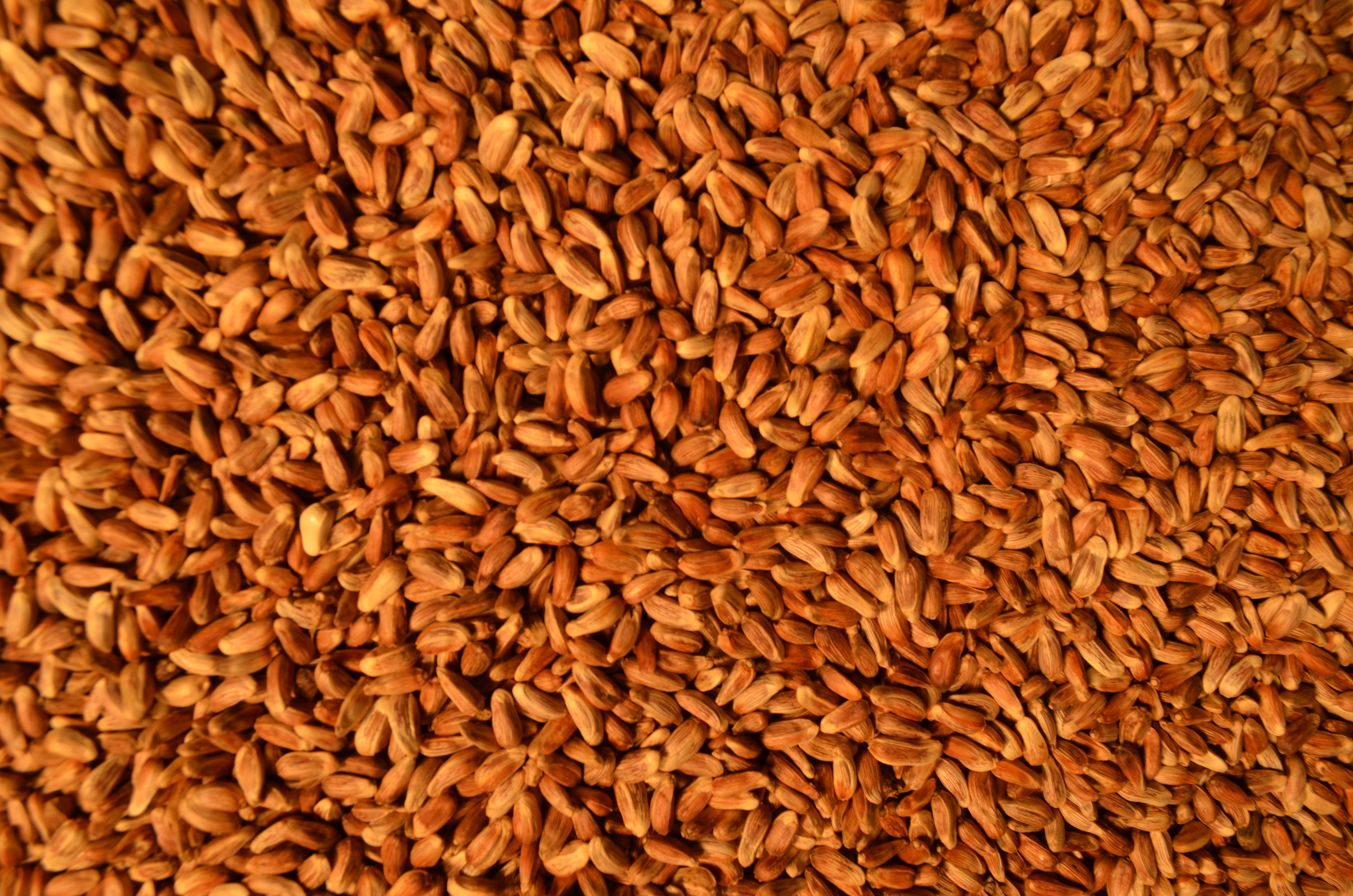 Nutra Safflower  20#