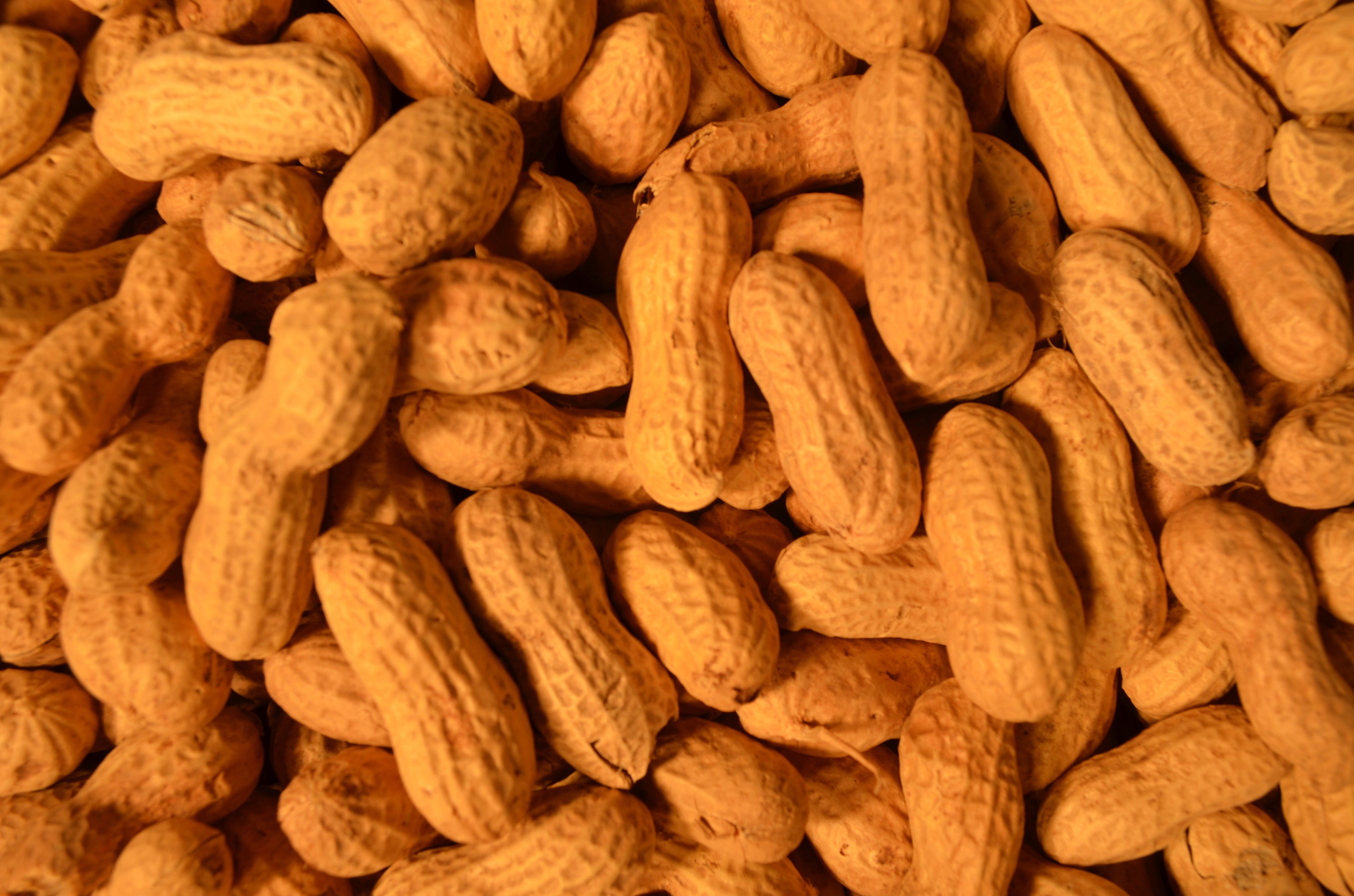 Peanuts in the Shell  20#