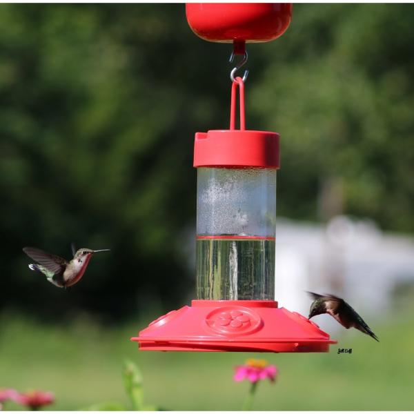 Hummingbird Dr JBs Feeder
