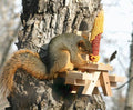 Squirrel Feeder Picnic Table